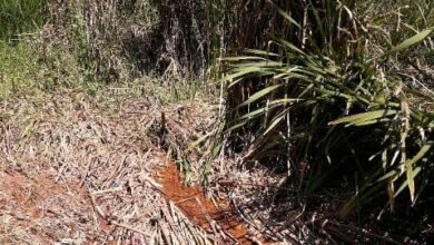 Polícia Ambiental combate devastação de mata em Jarinu