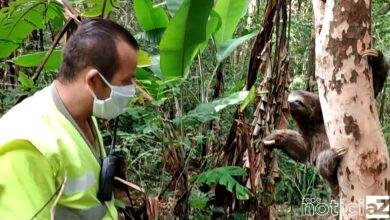 Bicho-preguiça é resgatado de rodovia de Jundiaí