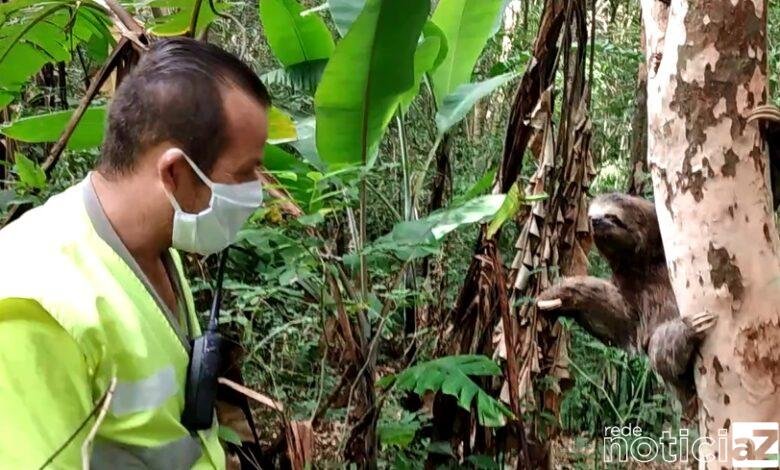 Bicho-preguiça é resgatado de rodovia de Jundiaí