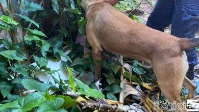 Canil da GM combate o tráfico de drogas