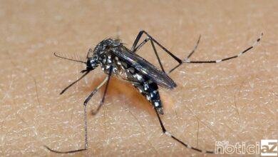 Jundiaí soma quase cem casos de dengue em 2021