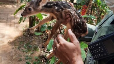 Filhote de veado é resgatado em Jundiaí