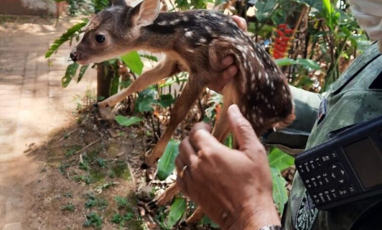 Filhote de veado é resgatado em Jundiaí