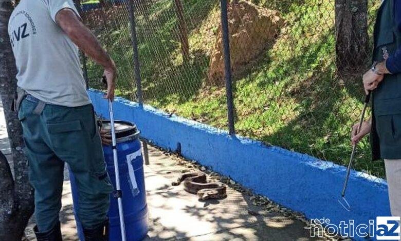 Jiboia causa susto em escola de Itupeva