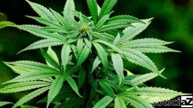 Neste domingo, dia 03 de abril (21h45), o CNN Soft Business é sobre os negócios em torno da maconha