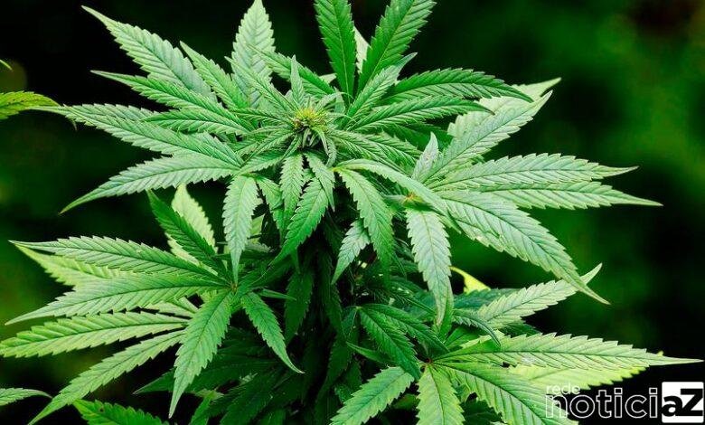 Neste domingo, dia 03 de abril (21h45), o CNN Soft Business é sobre os negócios em torno da maconha