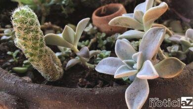 Em isolamento social, as pessoas tendem a sentir falta de sair e do contato com a natureza, por isso, ter plantas em casa e cuidar delas