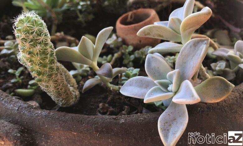 Em isolamento social, as pessoas tendem a sentir falta de sair e do contato com a natureza, por isso, ter plantas em casa e cuidar delas