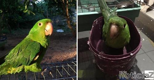 Maritaca tem pata decepada e é resgatada em Várzea Paulista