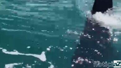 Tubarão-baleia é visto em Ilhabela