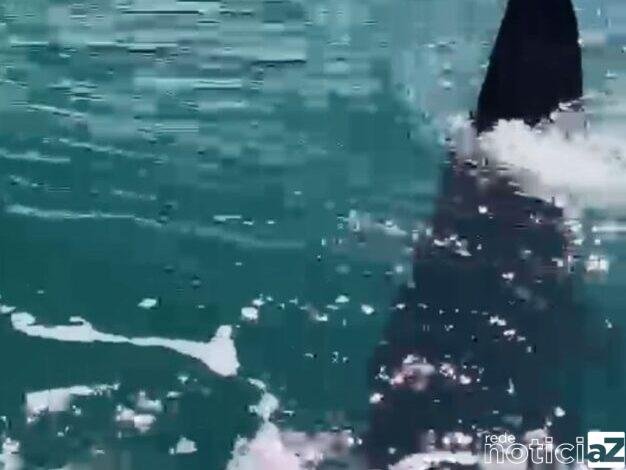 Tubarão-baleia é visto em Ilhabela