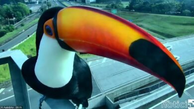 Tucanos viram celebridades na Anhanguera