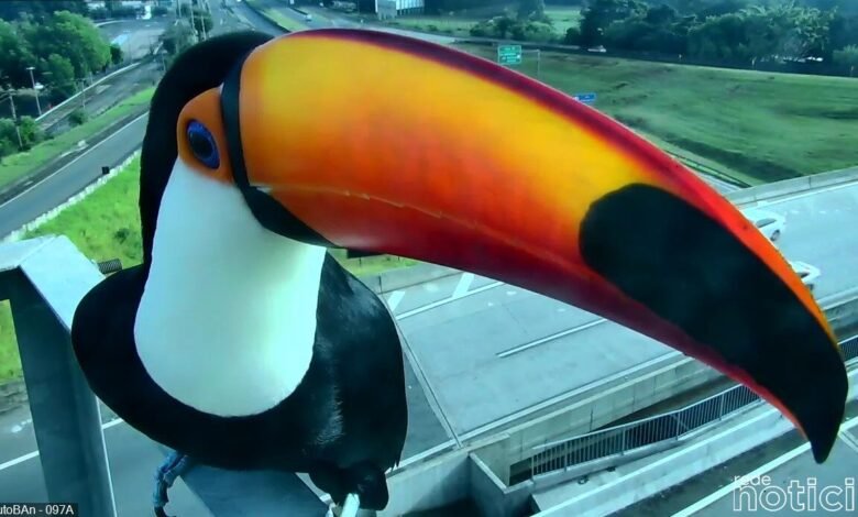 Tucanos viram celebridades na Anhanguera