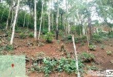 Ambiental combate casos de desmatamentos e multa responsável