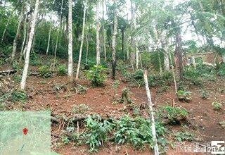 Ambiental combate casos de desmatamentos e multa responsável