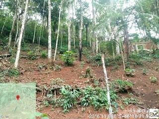 Ambiental combate casos de desmatamentos e multa responsável