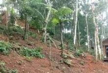 Ambiental combate casos de desmatamentos e multa responsável