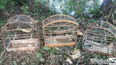Aves em cativeiro são soltas pela Polícia Ambiental