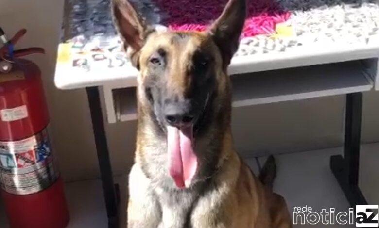 Killer ajuda na apreensão de quase 1 quilo de drogas