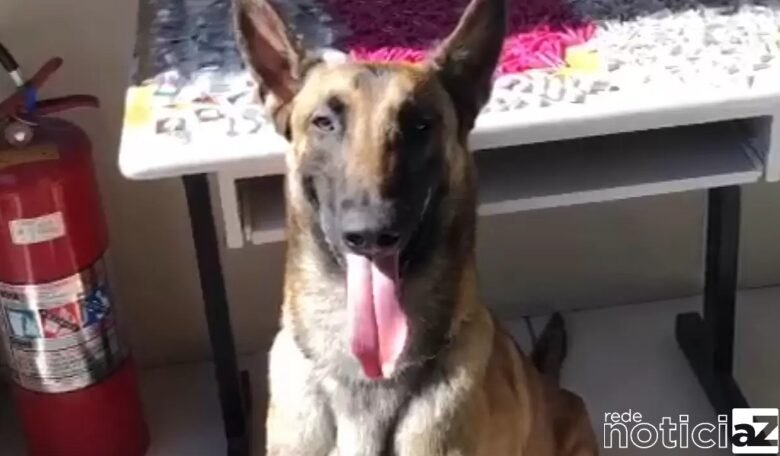 Cão da GM apreende 800g de droga na primeira operação