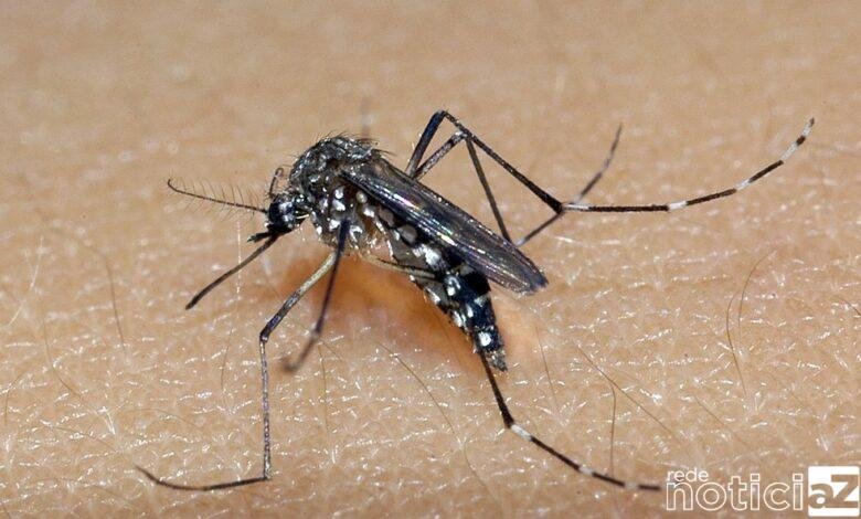 Mutirão contra a dengue