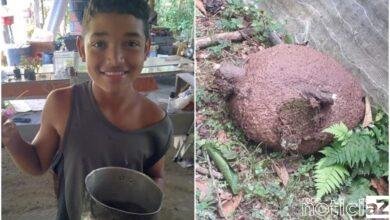 Adolescente é atingido por colmeia de abelhas e morre