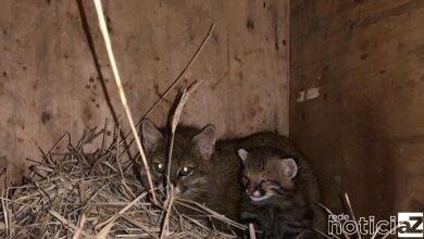 Filhotes de gato-palheiro nascem na ONG Mata Ciliar