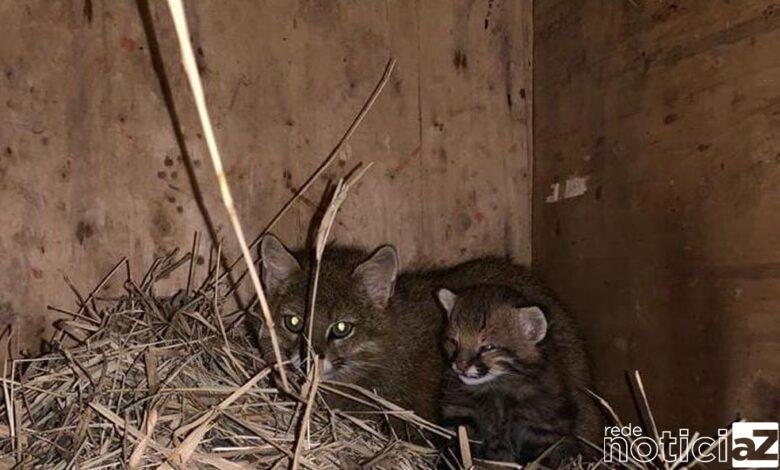 Filhotes de gato-palheiro nascem na ONG Mata Ciliar