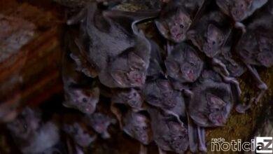 Após 20 anos, Cabreúva volta a ter surto de raiva