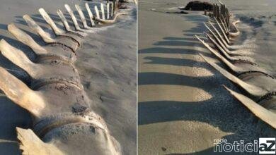 Ossada gigante é encontrada em praia na cidade de Peruíbe