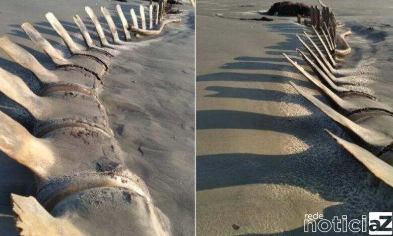 Ossada gigante é encontrada em praia na cidade de Peruíbe