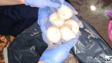 Ovos de tartaruga gigante são encontrados apodrecidos