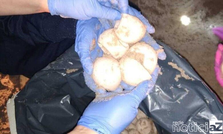 Ovos de tartaruga gigante são encontrados apodrecidos