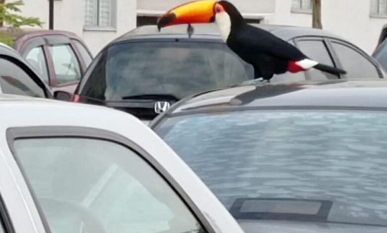 Condomínio de Jundiaí recebe uma visita ilustre