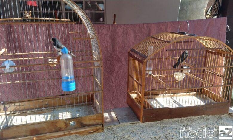 Aves em cativeiro são soltas pela Ambiental