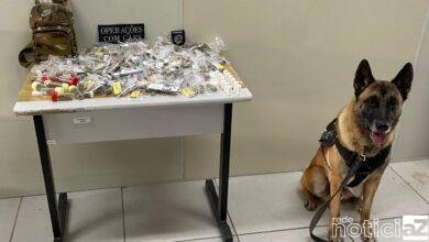 Cão da Guarda Municipal ajuda na apreensão de drogas e de um menor
