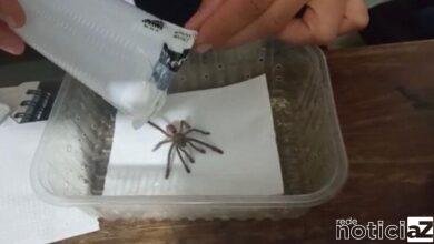 Mata Ciliar recebe filhotes de aranha apreendidas em aeroporto