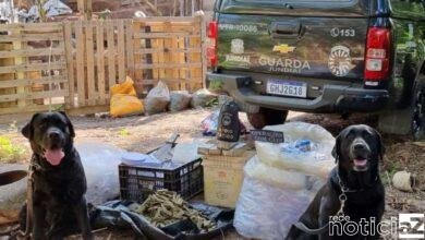 Canil da GM de Jundiaí prende homem com tijolos de maconha