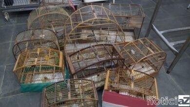 Polícia Civil prende homem acusado de maltratar animais em Campo Limpo