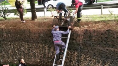 Cão é resgatado após cair em córrego de Jundiaí