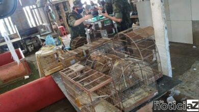 A Rinha de galos tinha 84 aves prontas para o embate em 3 espaços. Algumas estavam feridas. A Policia ambiental aplicou dezenas de multas que juntas somam mais