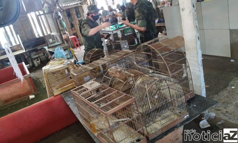 A Rinha de galos tinha 84 aves prontas para o embate em 3 espaços. Algumas estavam feridas. A Policia ambiental aplicou dezenas de multas que juntas somam mais