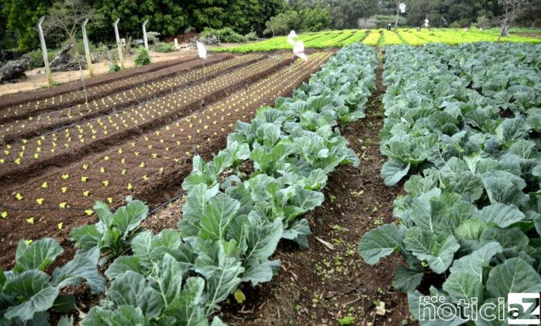 Programa 'Horta Urbana' é criado em Jundiaí