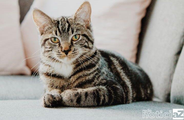 Gatos são envenenados e mortos em Jundiaí