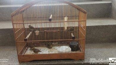 Maus tratos a aves rende multa de R$ 49 mil em São Vicente