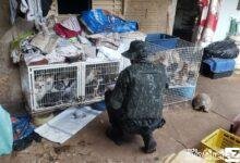 Polícia Ambiental multa em quase R$ 150 mil por maus tratos