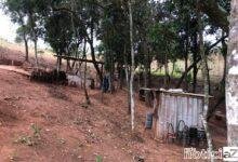 Área de vegetação nativa de Louveira sofre devastação