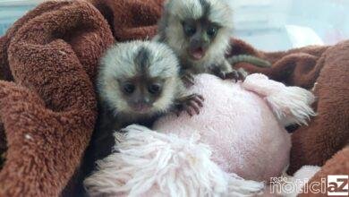 Associação Mata Ciliar realiza adaptações para garantir proteção dos animais