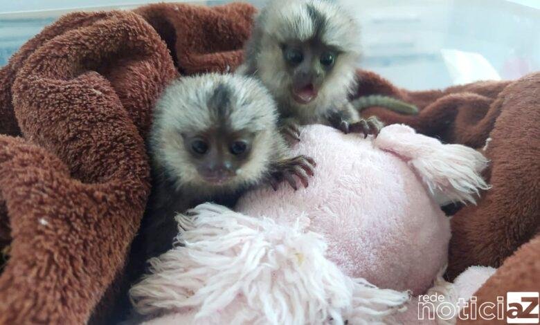 Associação Mata Ciliar realiza adaptações para garantir proteção dos animais