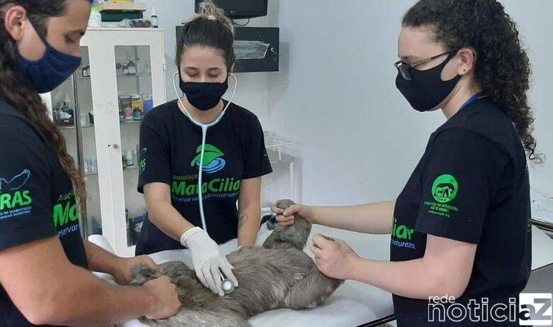 Mata Ciliar de Jundiaí recupera bicho-preguiça e o devolve a natureza